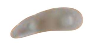 Orione Ok Ped Cuscinetto Tre Anelli Dita A Martello Destro Cod. G114